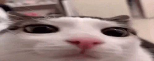 plinK